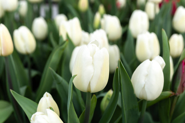 Szép fehér tulipán virág a kertben, a napfény. - Fotó, kép