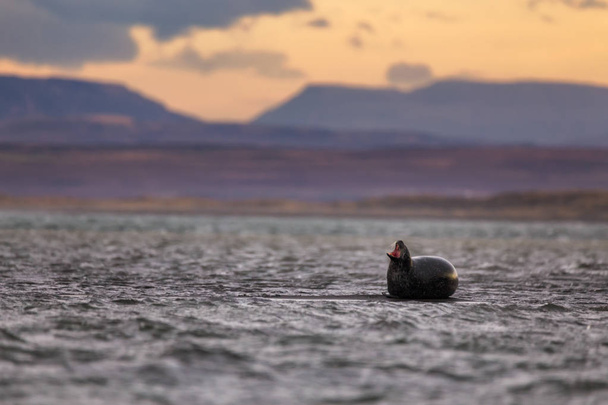 Eine Seehundrobbe gähnt (oder scheint zu singen) an einem Strand in Island. Seine Landsleute waren aktiver und neugieriger und schwammen mir ziemlich nahe. - Foto, Bild