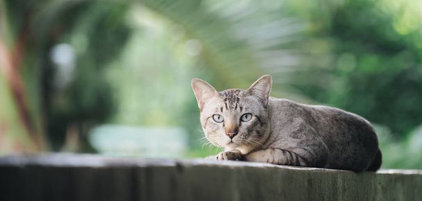 Cat on the house wall. Grey striped cat looking at camera. - Fotografie, Obrázek