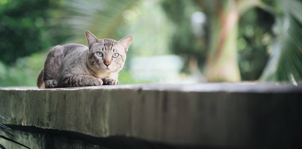 Cat on the house wall. Grey striped cat looking at camera. - Foto, immagini