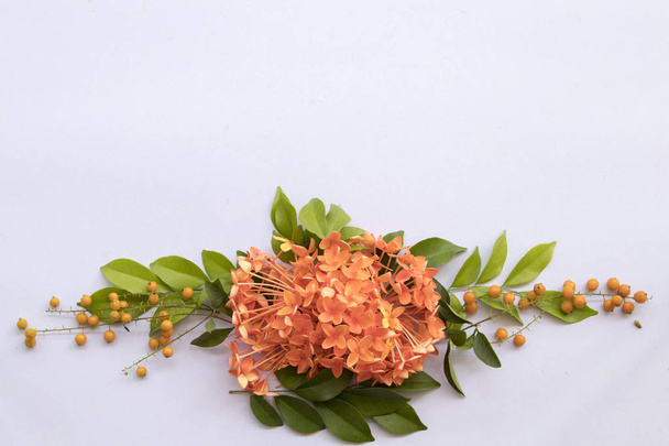 fleurs orange épi flore de l'arrangement asie sur fond blanc
 - Photo, image