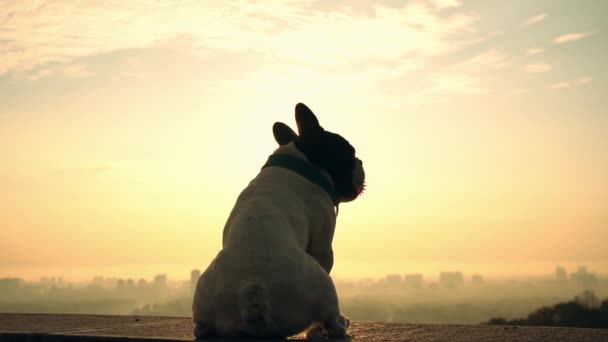 pes drží růžovou hračku proti západu slunce - Záběry, video