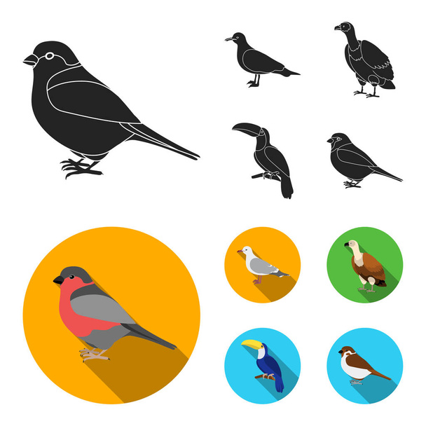 Gaivota, tucano e outras espécies. Birds conjunto coleção ícones em preto, estilo plano símbolo vetorial ilustração web
. - Vetor, Imagem