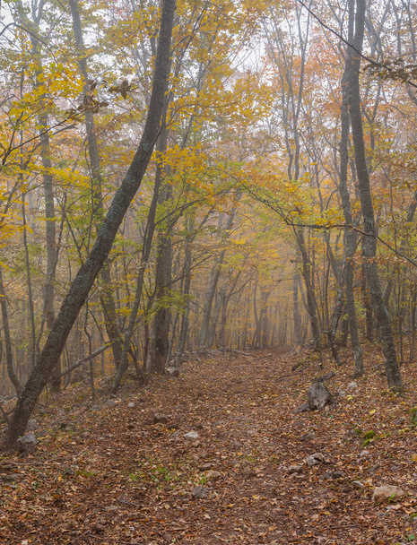 Föld út krími bükk erdőben a ködös nap esik a szezon - Fotó, kép