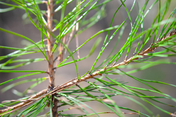 ramita verde de abeto pino primer plano en el bosque
 - Foto, Imagen