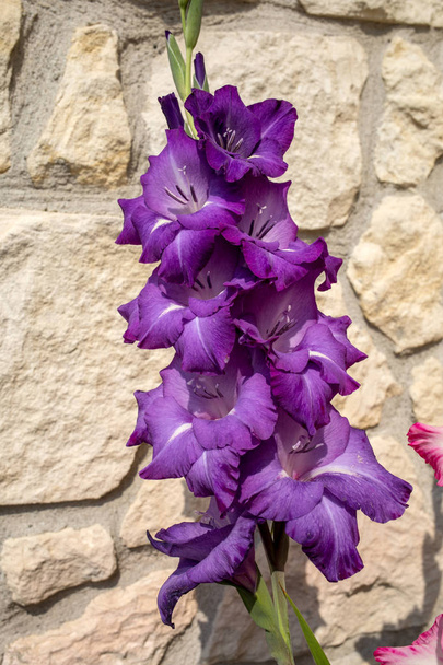 Tête de fleur de gladiole sur fond de mur de calcaire
 - Photo, image