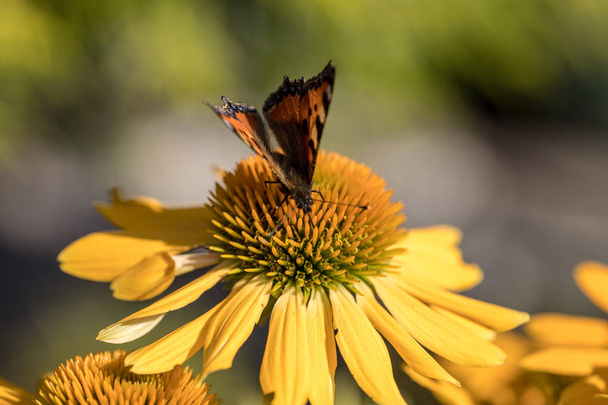 Βαμμένη Κυρία (Vanessa cardui), πεταλούδα που τρέφονται με μαυρομάτικα Susan (Rudbeckia hirta), στον κήπο - Φωτογραφία, εικόνα