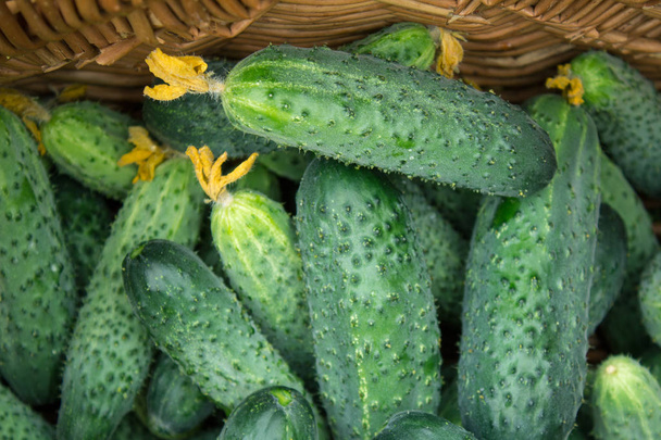 freshly picked cucumbers from a garden bed in a basket. - Photo, Image