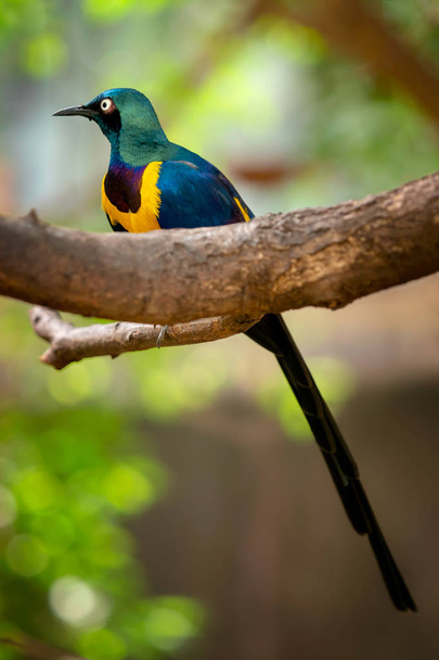 Pecho dorado Starling, Cosmopsarus regius, Starling brillante sentado en la rama del árbol. Hermoso pájaro brillante en el bosque verde
. - Foto, imagen