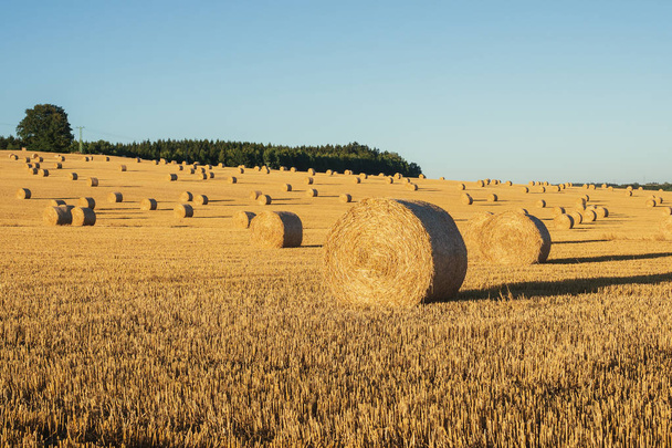 Hay bales on the field after harvest. Agricultural field. Hay bales in golden field landscape. - Photo, Image