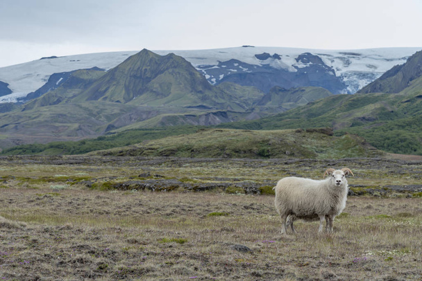 Carnero en el paisaje islandés
 - Foto, imagen