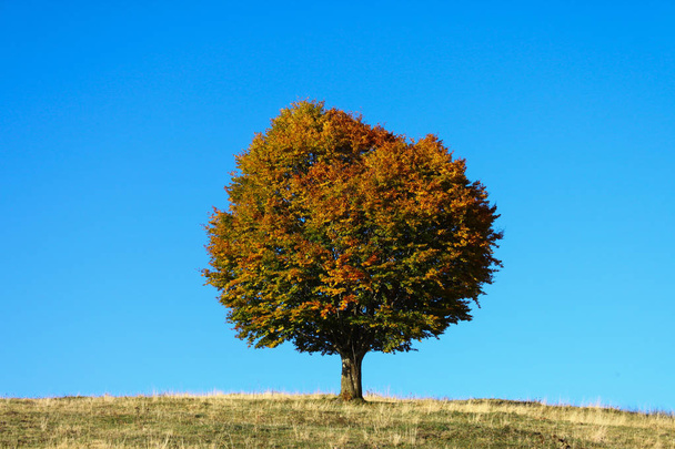 澄んだ清らかな青空の秋のシーズンでツリー ソロ - 写真・画像