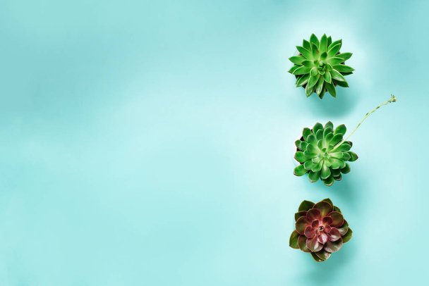 Pattern of green exotic succulents on blue background. Flat lay. Top view. Pop art design, creative summer concept. Minimal style - Foto, Imagem