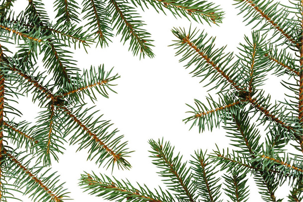 Branch of spruce on a white background. - Photo, Image