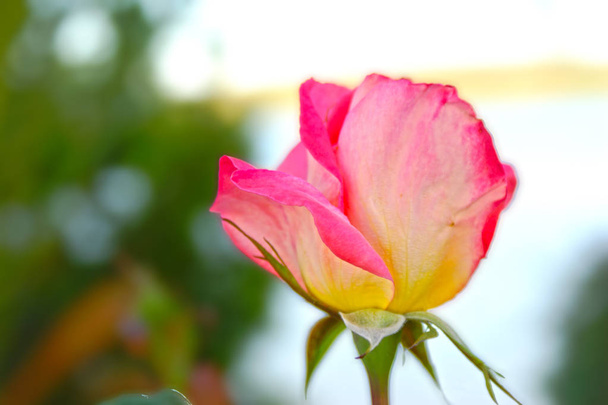 Krásné růžové a žluté růže closeup - Fotografie, Obrázek
