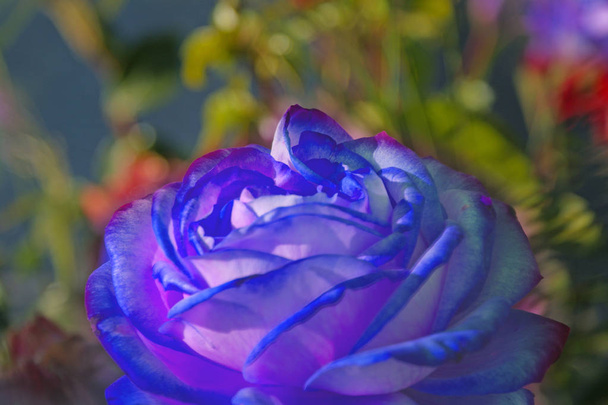 Hermosa rosa azul primer plano
 - Foto, Imagen