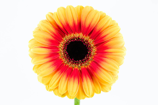 mooie gele en rode gerbera bloem geïsoleerd op witte achtergrond - Foto, afbeelding