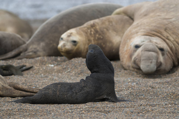 Southern Elephant seals in natural habitat - Photo, Image