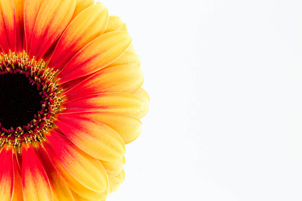beautiful yellow and red gerbera flower isolated on white background - Photo, Image