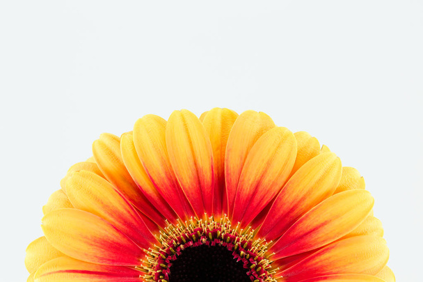 bela flor de gerbera amarela e vermelha isolada no fundo branco
 - Foto, Imagem