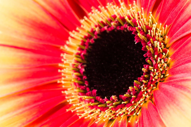 güzel sarı ve Kırmızı gerbera çiçek - Fotoğraf, Görsel
