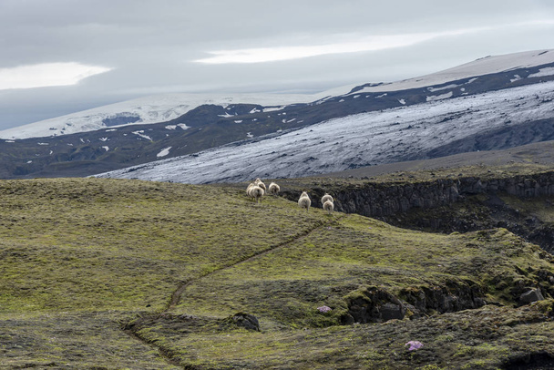 Sheep running in Iceland - Foto, imagen