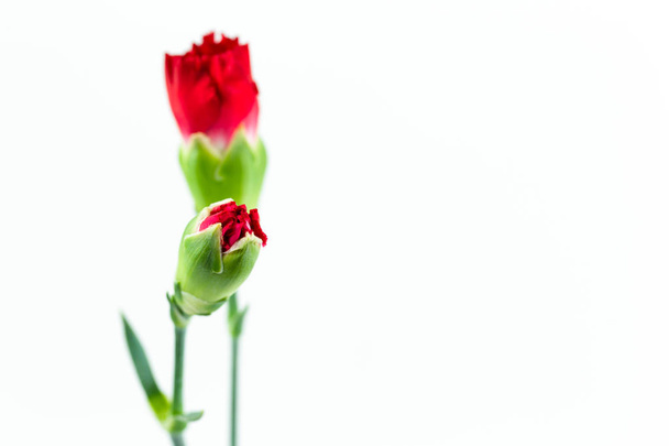 krásná dianthus květina izolovaných na bílém pozadí - Fotografie, Obrázek