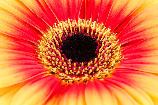 mooie gele en rode gerbera bloem - Foto, afbeelding