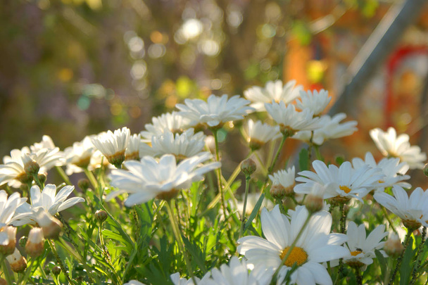 Margaridas brancas no jardim
 - Foto, Imagem