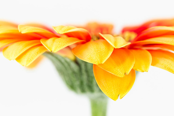 mooie gele en rode gerbera bloem geïsoleerd op witte achtergrond - Foto, afbeelding