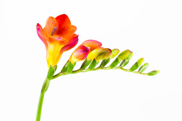 mooie fressia bloem geïsoleerd op witte achtergrond - Foto, afbeelding