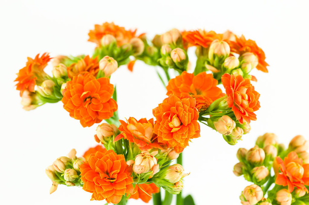 krásný kalanchoe blossfeldiana květina izolovaných na bílém pozadí - Fotografie, Obrázek