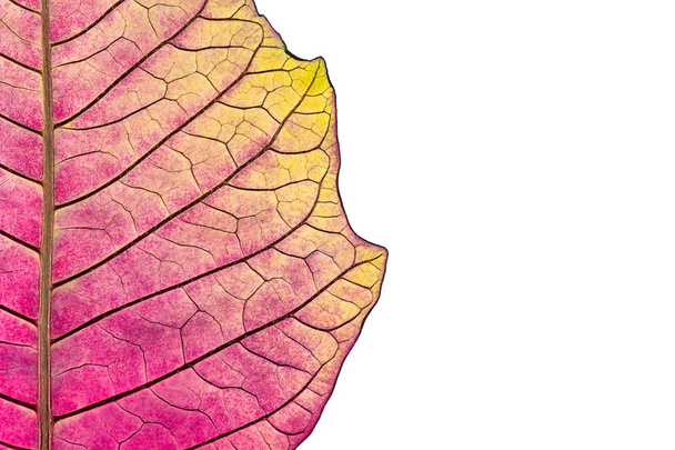 textura con venas de hojas de flor de poinsettia marchita
 - Foto, Imagen
