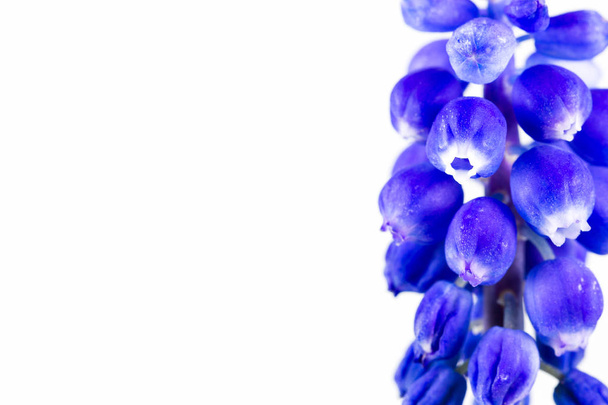mooie blauwe druif hyacint bloem geïsoleerd op witte achtergrond - Foto, afbeelding