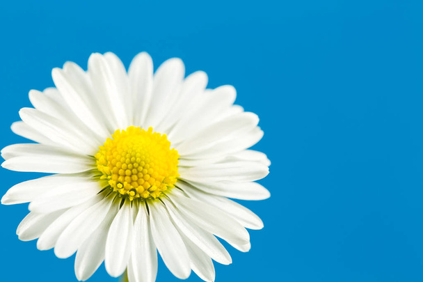 güzel bellis lerdeki üzerinde izole mavi renkli çiçek - Fotoğraf, Görsel