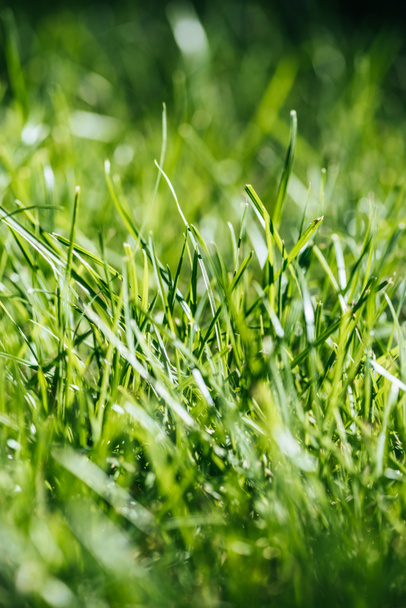 vue rapprochée de l'herbe verte fraîche, mise au point sélective
 - Photo, image