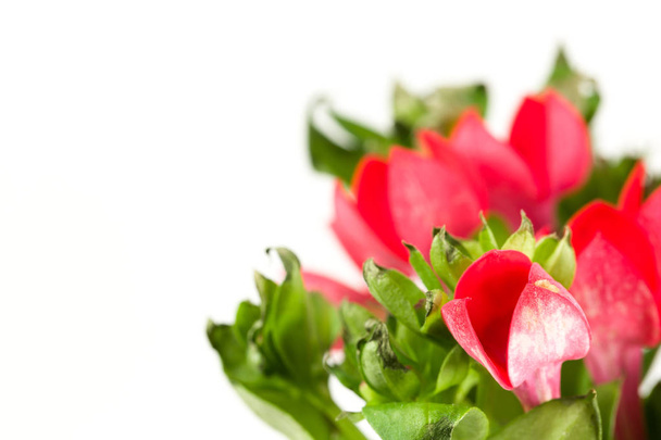 mooie rode bouvardia bloem geïsoleerd op witte achtergrond - Foto, afbeelding