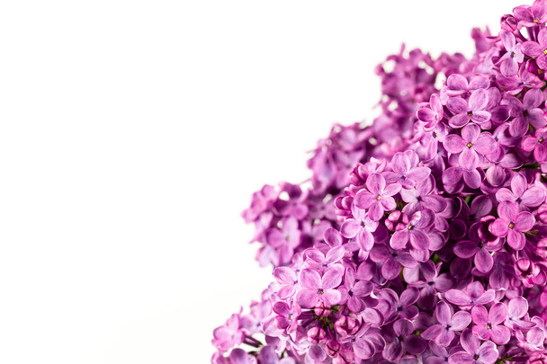beautiful purple syringa lilac blossoms isolated on white background with copy space for greeting message - Photo, Image