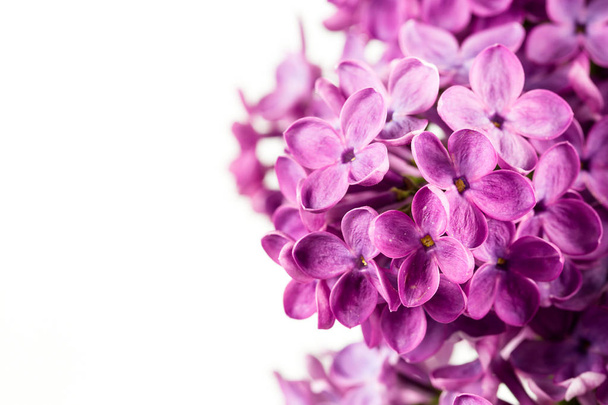 beautiful purple syringa lilac blossoms isolated on white background with copy space for greeting message - Photo, Image