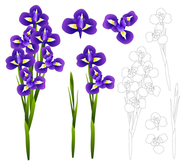 Dark Blue Purple Iris Flower. Vector Illustration. isolated on White Background. - Vector, Image