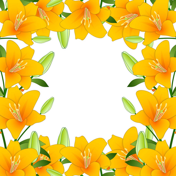 Orange Lilium candidum, the Madonna lily Border on White Background. Vector Illustration. - Vector, Image