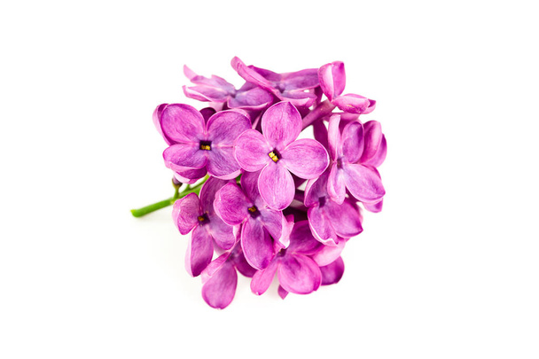 beautiful purple syringa lilac blossoms isolated on white background - Photo, Image