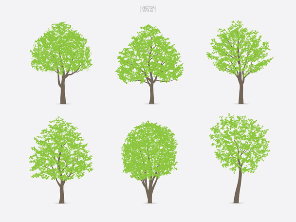 Набір зеленого дерева ізольований на білому тлі для ландшафтного дизайну та архітектурних композицій з фоном. Векторні ілюстрації
. - Вектор, зображення