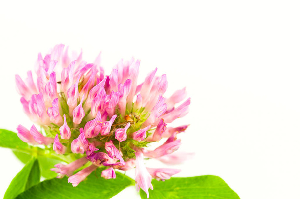 beautiful pink clover flower isolated on white background - Photo, Image
