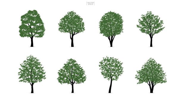 Комплект зеленого дерева выделен на белом фоне для ландшафтного дизайна и архитектурных композиций с фоном. Векторная иллюстрация
. - Вектор,изображение