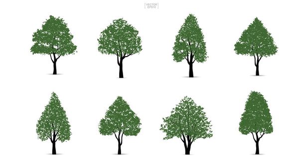 Ensemble d'arbres verts isolés sur fond blanc pour la conception du paysage et des compositions architecturales avec des arrière-plans. Illustration vectorielle
. - Vecteur, image