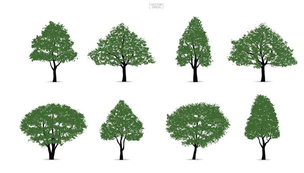 Ensemble d'arbres verts isolés sur fond blanc pour la conception du paysage et des compositions architecturales avec des arrière-plans. Illustration vectorielle
. - Vecteur, image
