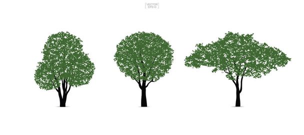 Комплект зеленого дерева выделен на белом фоне для ландшафтного дизайна и архитектурных композиций с фоном. Векторная иллюстрация
. - Вектор,изображение
