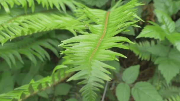 βίντεο από τα φύλλα φυτών φτέρη - Πλάνα, βίντεο
