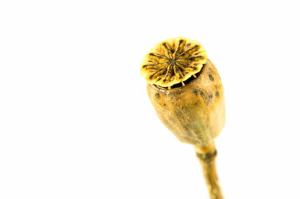 zaad-hoofd van papaver bloem geïsoleerd op witte achtergrond - Foto, afbeelding